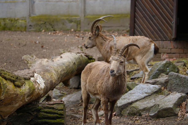 istock Close-up on two mountain goats in the park. 1340665445
