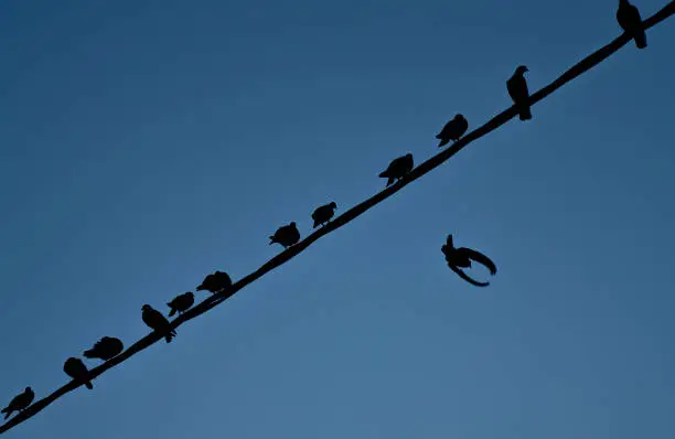 A silhouette of many pigeons sitting on a wire, while one pigeon flies away. A clear blue sky for background.