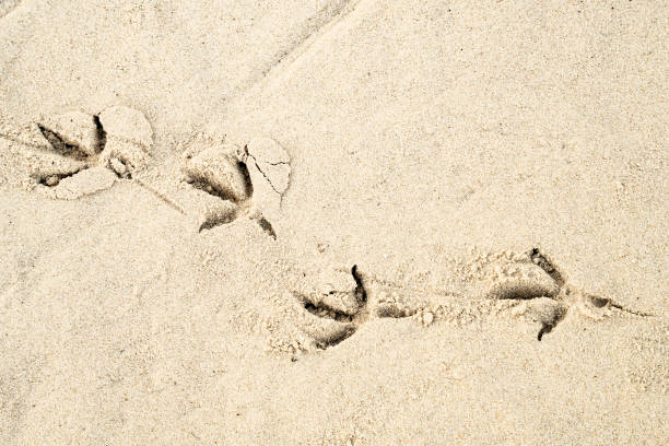 dove tracks - bird footprint imagens e fotografias de stock