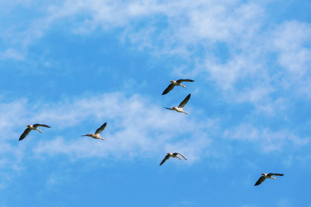 istock Flock of geese flying in the sky 1340667651