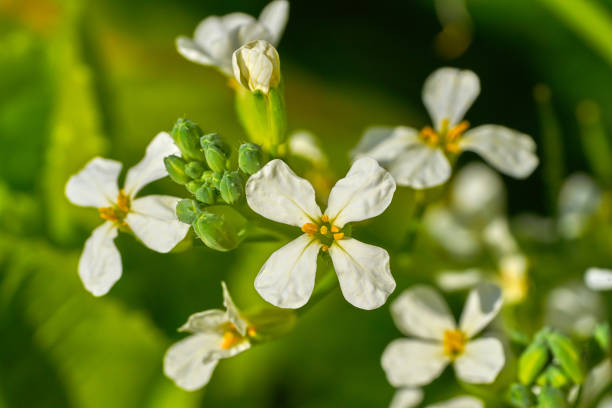istock Arugula rucula white flowers detail 1340668338