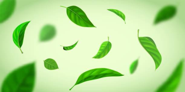 istock Realistic background with green tea leaves flying in wind. Nature fresh effect with herbal leaf in air. Organic tea plantation vector banner 1340669154