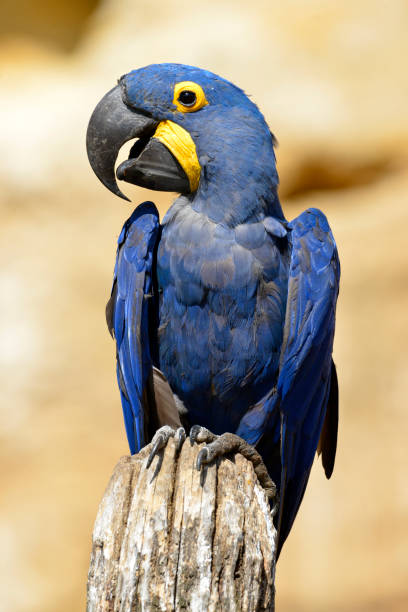 istock Closeup of Hyacinth macaw 1340669930