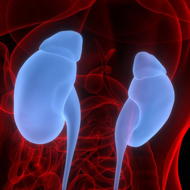 istock Kidneys is Part of Human Internal Organs Urinary System Anatomy 1340670097