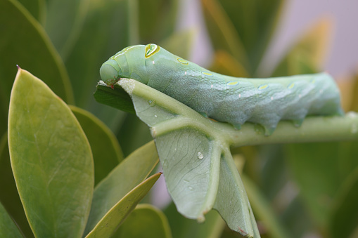 Caterpillar eating basil, extreme close-up, Thailand