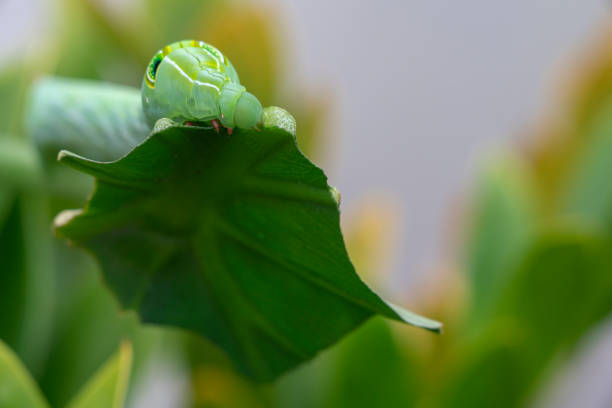 Caterpillar eating basil, extreme close-up, Thailand Caterpillar eating basil, extreme close-up, Thailand caterpillar's nest stock pictures, royalty-free photos & images