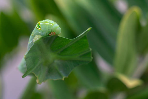 Caterpillar eating basil, extreme close-up, Thailand