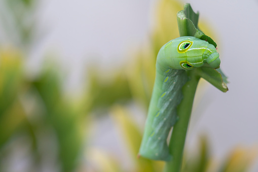 Caterpillar eating basil, extreme close-up, Thailand