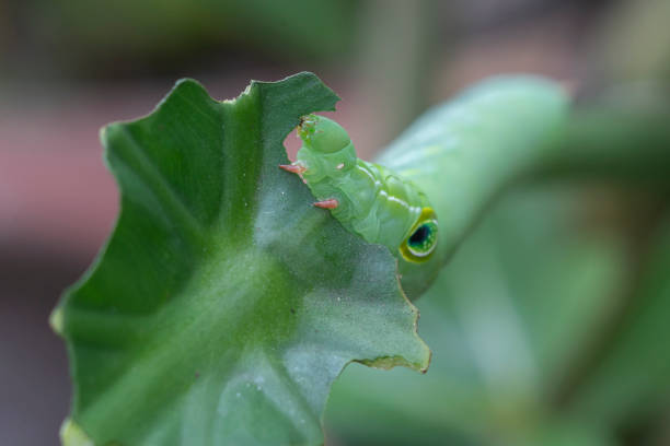istock Caterpillar eating basil, extreme close-up, Thailand 1340670561
