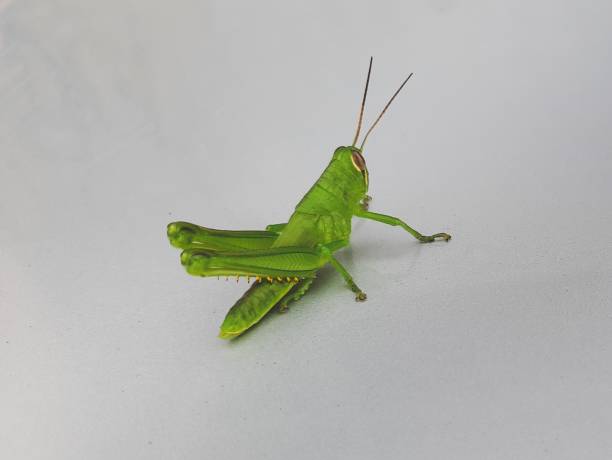 istock Close up of green grasshopper isolated 1340671282