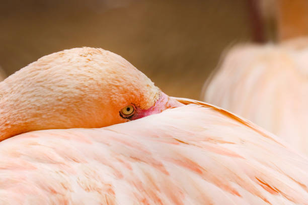 Flamingo hid its beak under feathers close-up