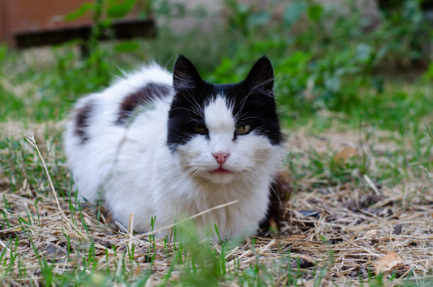 istock A ginger cat is sitting on a bench. A stray yard cat is walking. Thoroughbred pet. 1340673037