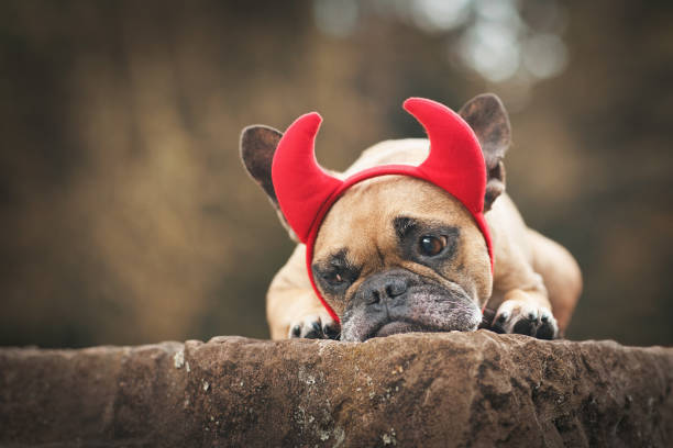 istock Devil French Bulldog dog 1340673689