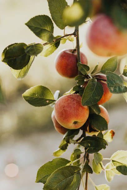 오가간인 사과 - apple tree branch 뉴스 사진 이미지