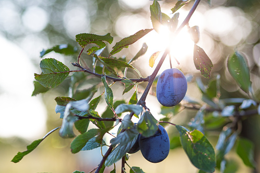 Organic plums on a branch in an orchard, during daylight.