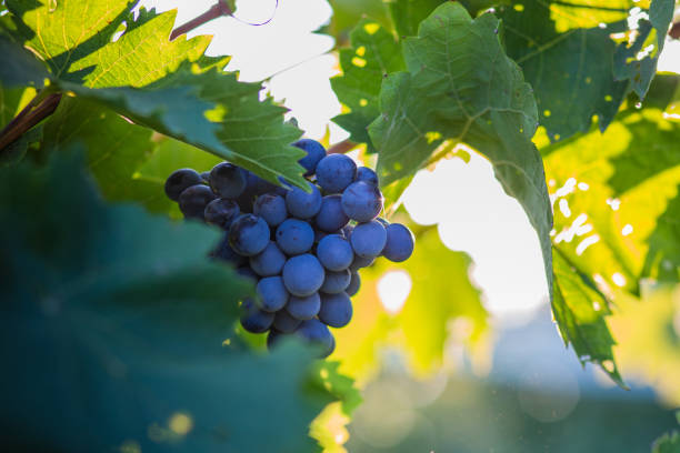 istock Red  grapes  in an organic vineyard 1340673875
