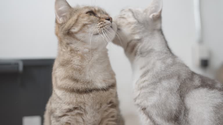 Cute shorthair kitten licking another kitten for cleaning fur.