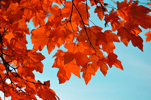 Maple branch in autumn colors against the blue sky
