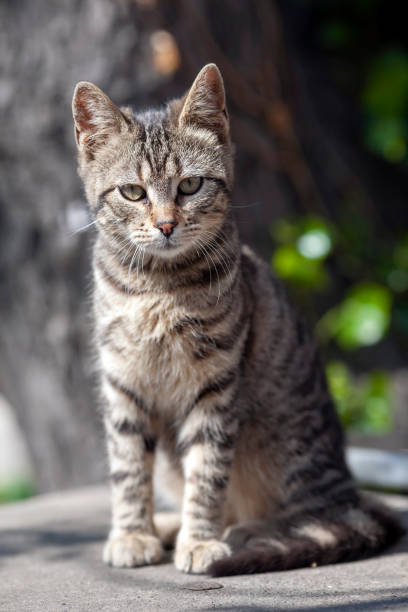 istock Street cat in Istanbul 1340675394