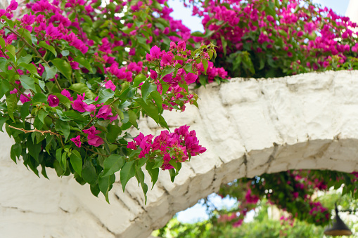 Pink flowers of blooming bougainvillea on white brick arch wall. Summer floral background.