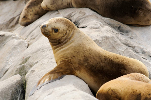 istock South American sea lion 1340675698