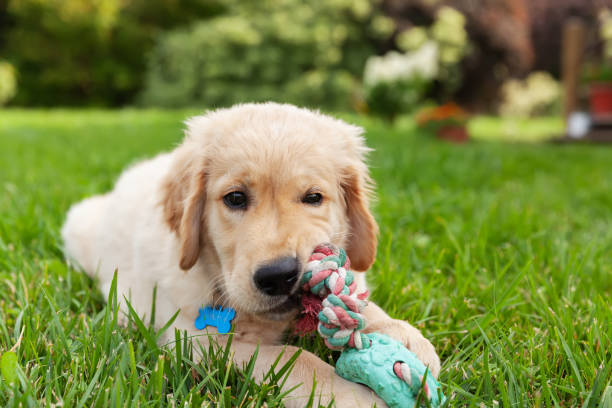 Happy Golden retriever is lying in the green grass backyard and playing with a toy. stock photo