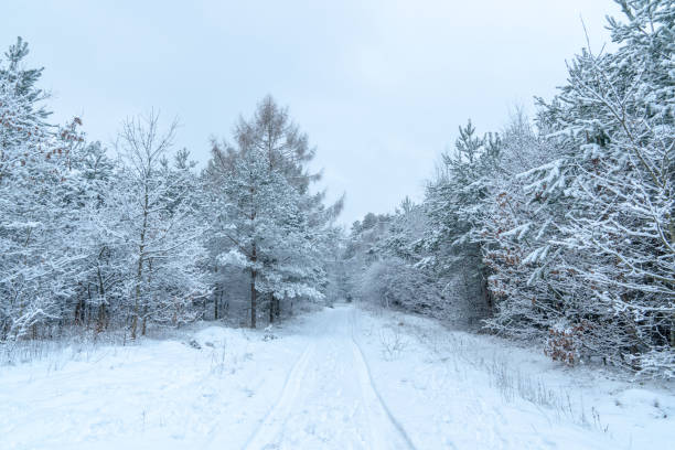 istock Winter pine forest heavily covered with snow. 1340676657