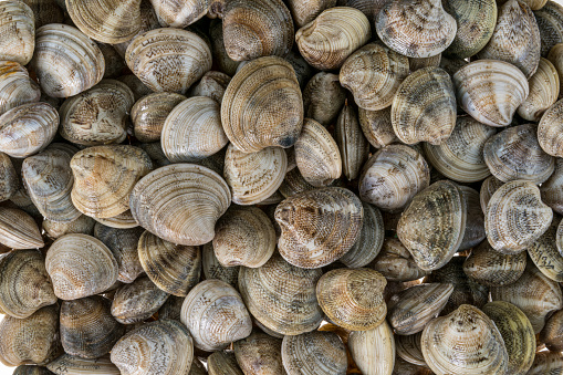 Close-up of seashells on the beach