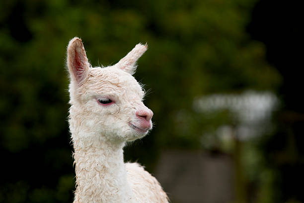 Jovem de alpaca - foto de acervo