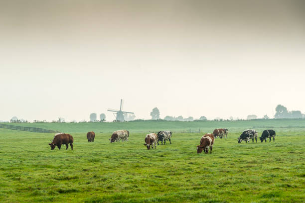retrato de vacas em prado verde, manhã nebulosa cedo - cow field dutch culture netherlands - fotografias e filmes do acervo