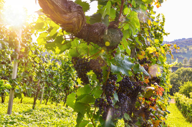 red wine: vine with grapes just before harvest, cabernet sauvignon grapevine in an old vineyard near a winery - montepulciano imagens e fotografias de stock