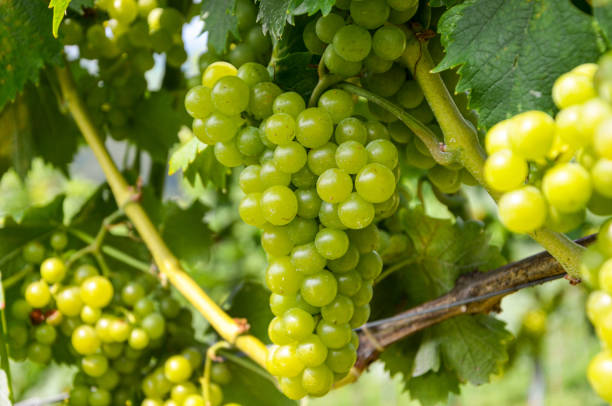 White wine: Vine with grapes just before harvest, Sauvignon Blanc grapevine in an old vineyard near a winery White wine: Vine with grapes just before harvest, Sauvignon Blanc grapevine in an old vineyard near a winery chardonnay grape stock pictures, royalty-free photos & images