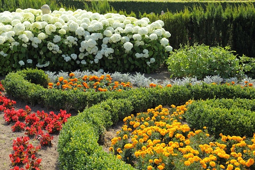 Beautiful flowerbed with red begonias,  yellow tagetes and white hydrangeas.