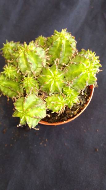 istock plant used in succulent natural habitat 1340681038