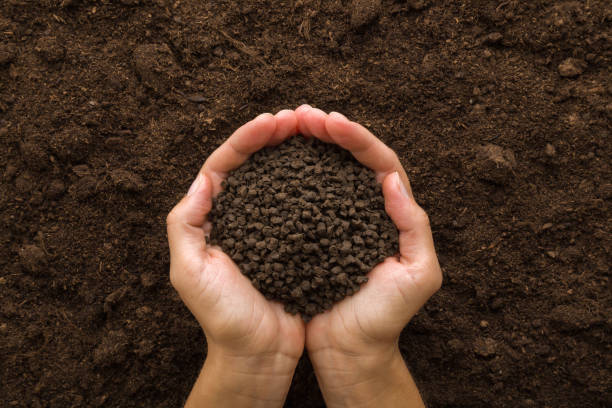 Young adult woman palms holding black granules of chicken manure on dark brown soil background. Product for root feeding of vegetables, flowers and plants. Closeup. Point of view shot. Top down view. stock photo
