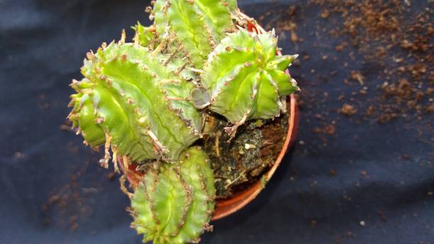 istock plant used in succulent natural habitat 1340681235