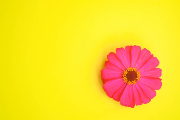 istock a sprig of zinnia on a yellow background 1340681305