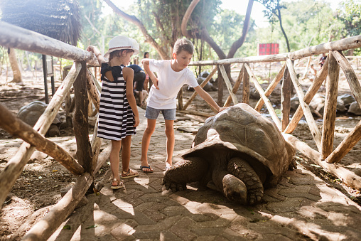 Exploring giant Seychelles turtles in the Park on the Prison Island, Zanzibar, Tanzania.