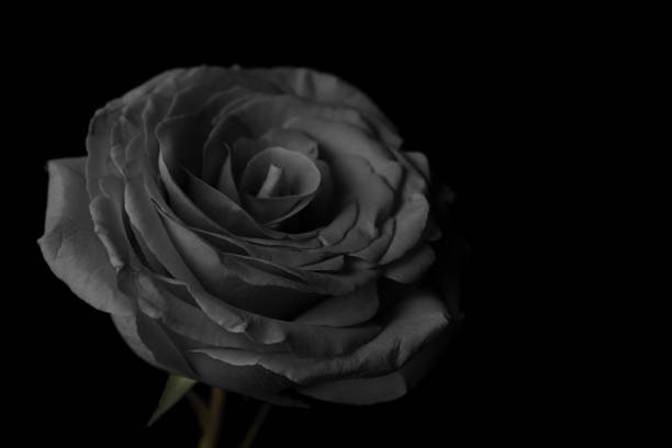 istock image of flower dark background 1340682420