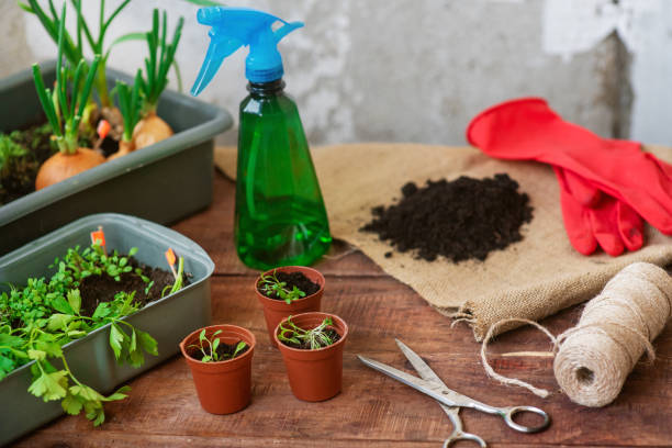 istock Seedling planting process at home. Planting greens in pots 1340683572