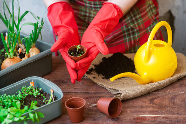 istock Seedling planting process at home. Planting greens in pots 1340683656