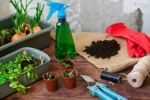 istock Seedling planting process at home. Planting greens in pots 1340684124