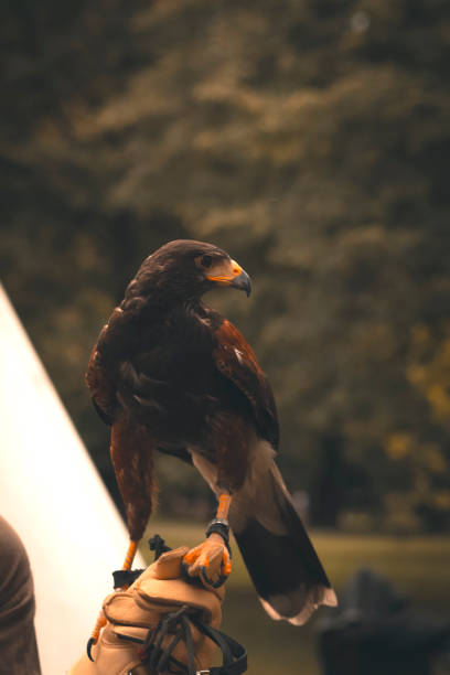 istock Falcon standing on a person's hand 1340685194