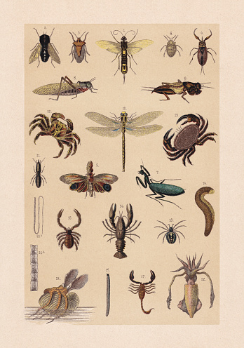 Insects, crustaceans and mollusks: 1) Giant woodwasp (Urocerus gigas); 2) Pale giant horse-fly (Tabanus bovinus); 3) Forest bug (Pentatoma rufipes); 4)  Water scorpion (Nepa cinerea); 5) Lantern fly, (Fulgora laternaria); 6) Antlion (Myrmeleon formicarius); 7) Praying mantis (Mantis religiosa); 8) Migratory locust (Locusta migratoria); 9) European mole cricket (Gryllotalpa gryllotalpa); 10) Brown hawker (Aeschna grandis); 11) Termite (soldier); 12) Marbled rock crab (Pachygrapsus marmoratus); 13) Edible crab (Cancer pagurus); 14) European crayfish (Astacus astacus); 15) Millipede (Julus fallax); 16) House pseudoscorpion (Chelifer cancroides); 17) Alpine scorpion (Euscorpius germanus); 18) Garden Spider (Epeira diadema); 19) Peanut worm (Sipunculus nudus); 20 a+b) Beef tapeworm (Taenia saginata); 21) Greater argonaut (Argonauta argo); 22) European common cuttlefish (Sepia officinalis). Chromolithograph, published in 1889.