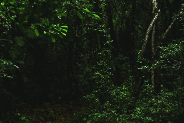 istock trees in the forest in the rainy season 1340686121