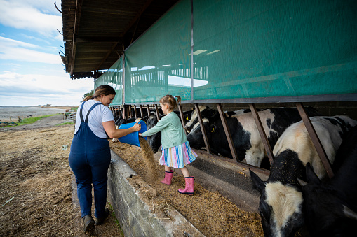 A shot of a mother with her young daughter, they are at their farm in North East, England. The girl's mother is teaching her about the farm, they are feeding the cattle.