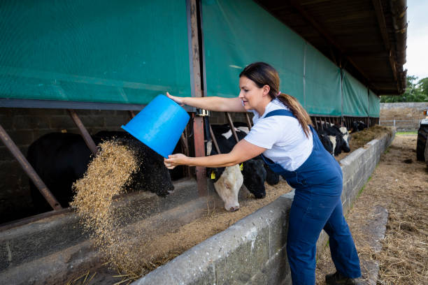 ihrer farm-routine folgen - animals feeding stock-fotos und bilder