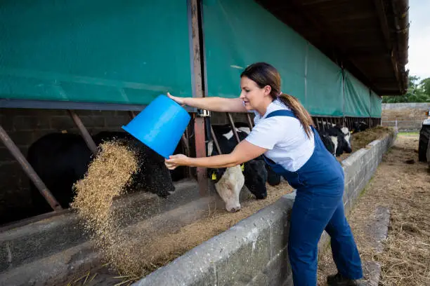 A shot of a female farmer pouring cow feed for a row of cows to eat and enjoy, she is at her farm in North East, England. She is wearing overalls.