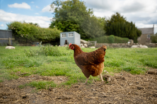 A side-view shot of a chicken at a farm in North East, England, is walking along the grass.