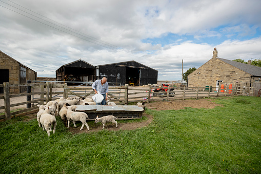 A wide-view shot of a senior male farmer working at his farm in North East, England. A group of sheep is nearby. They are gathering around him as he is ready to feed them.